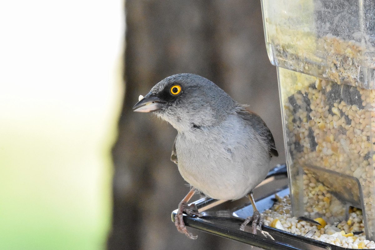 Yellow-eyed Junco - ML622076751