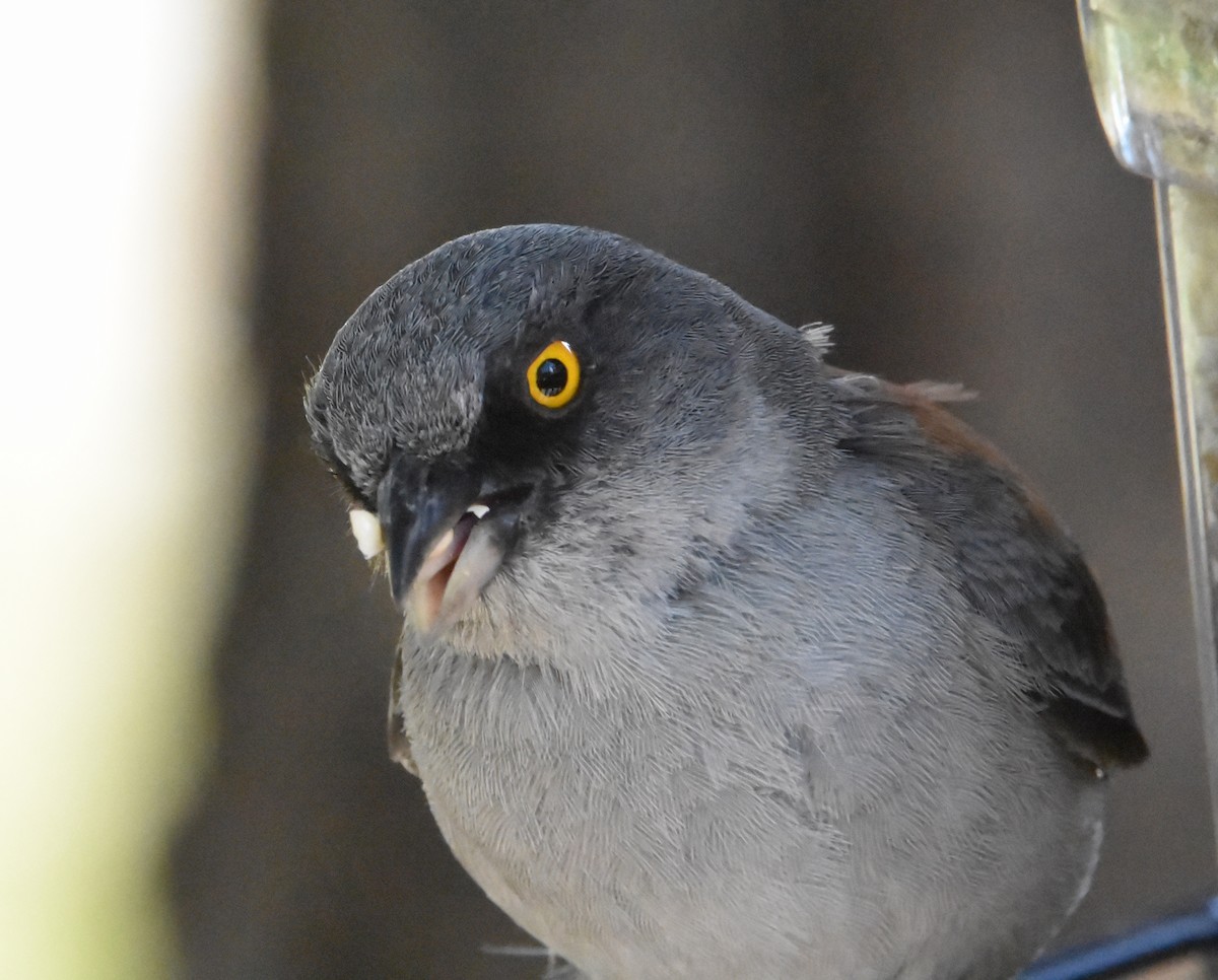 Yellow-eyed Junco - ML622076752