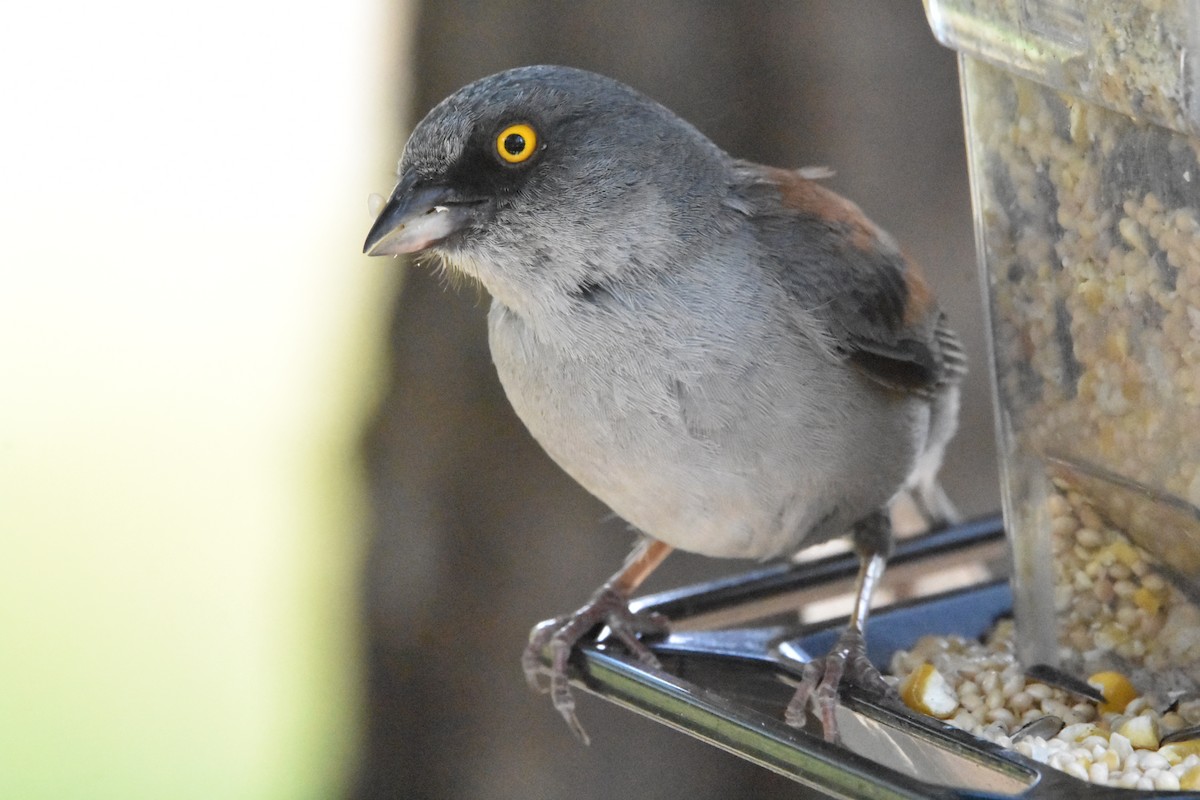 Yellow-eyed Junco - ML622076754