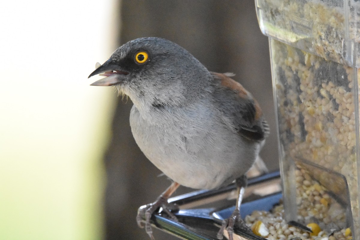 Yellow-eyed Junco - ML622076755