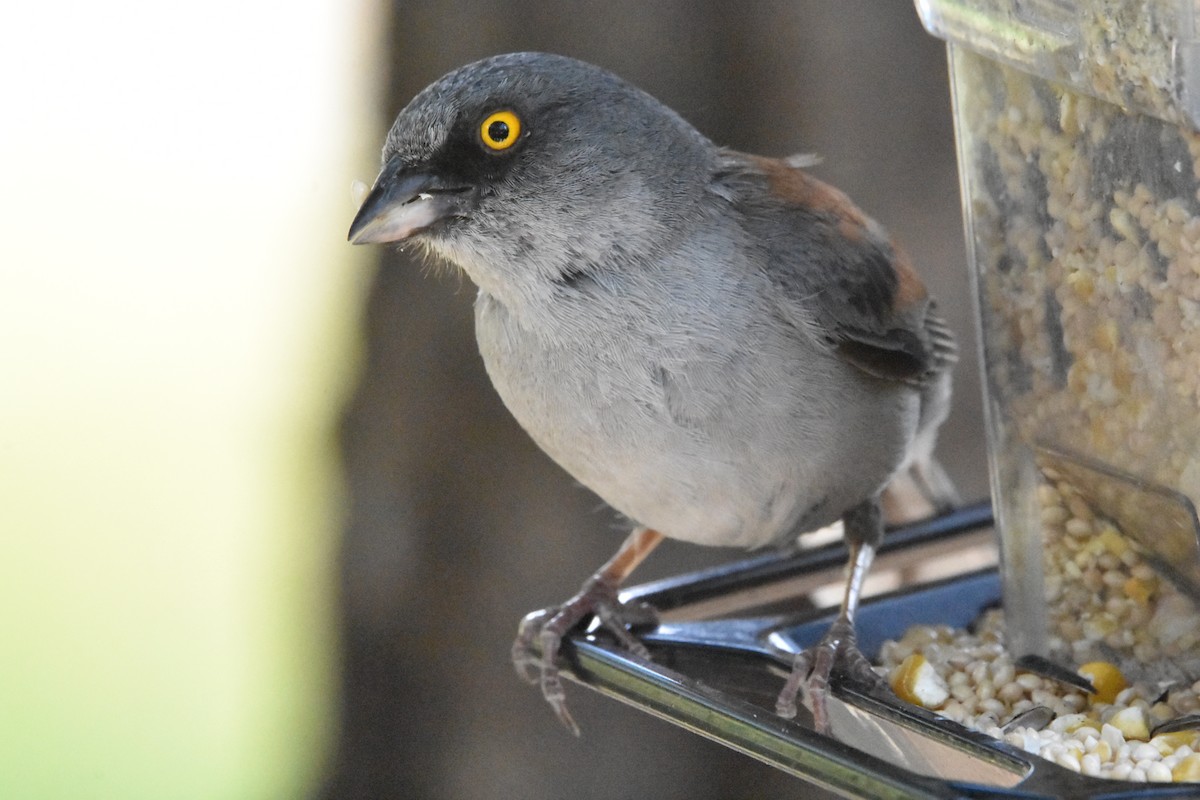 Yellow-eyed Junco - ML622076756