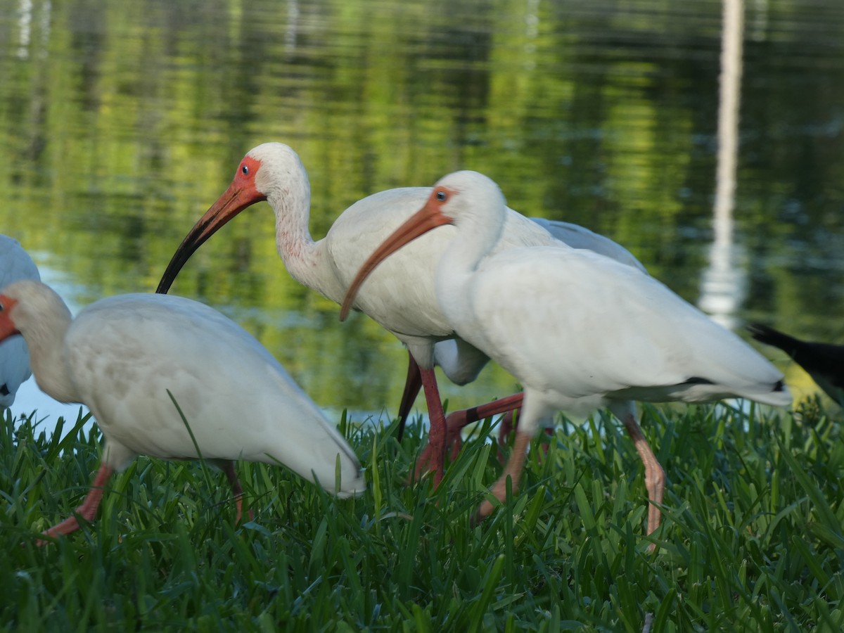 White Ibis - ML622076759