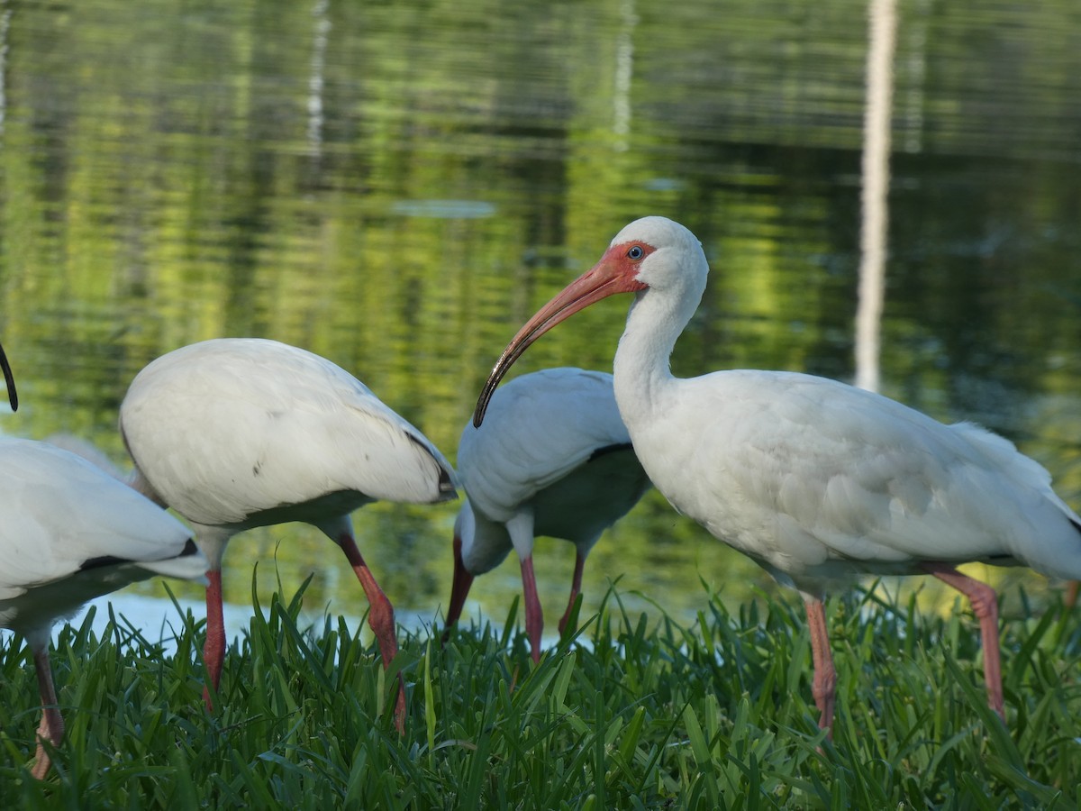 White Ibis - ML622076760