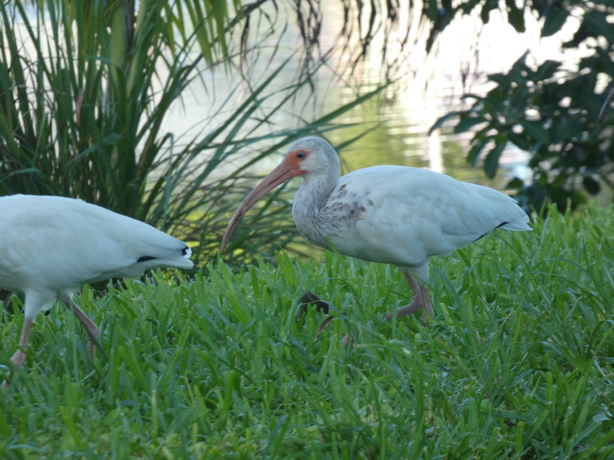 White Ibis - ML622076761