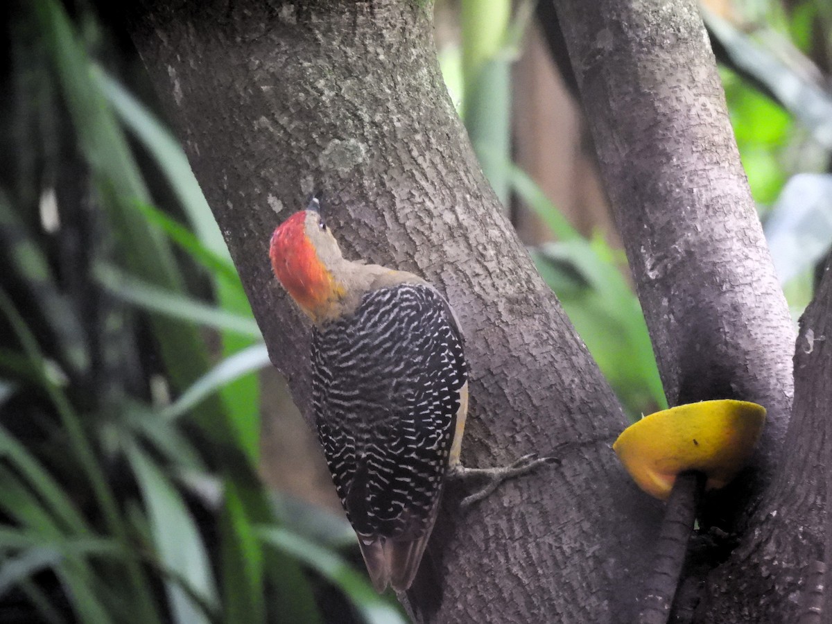 Golden-fronted Woodpecker - ML622076762