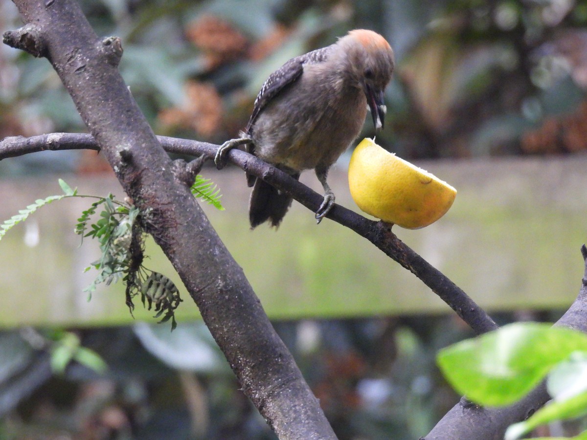 Golden-fronted Woodpecker - ML622076763