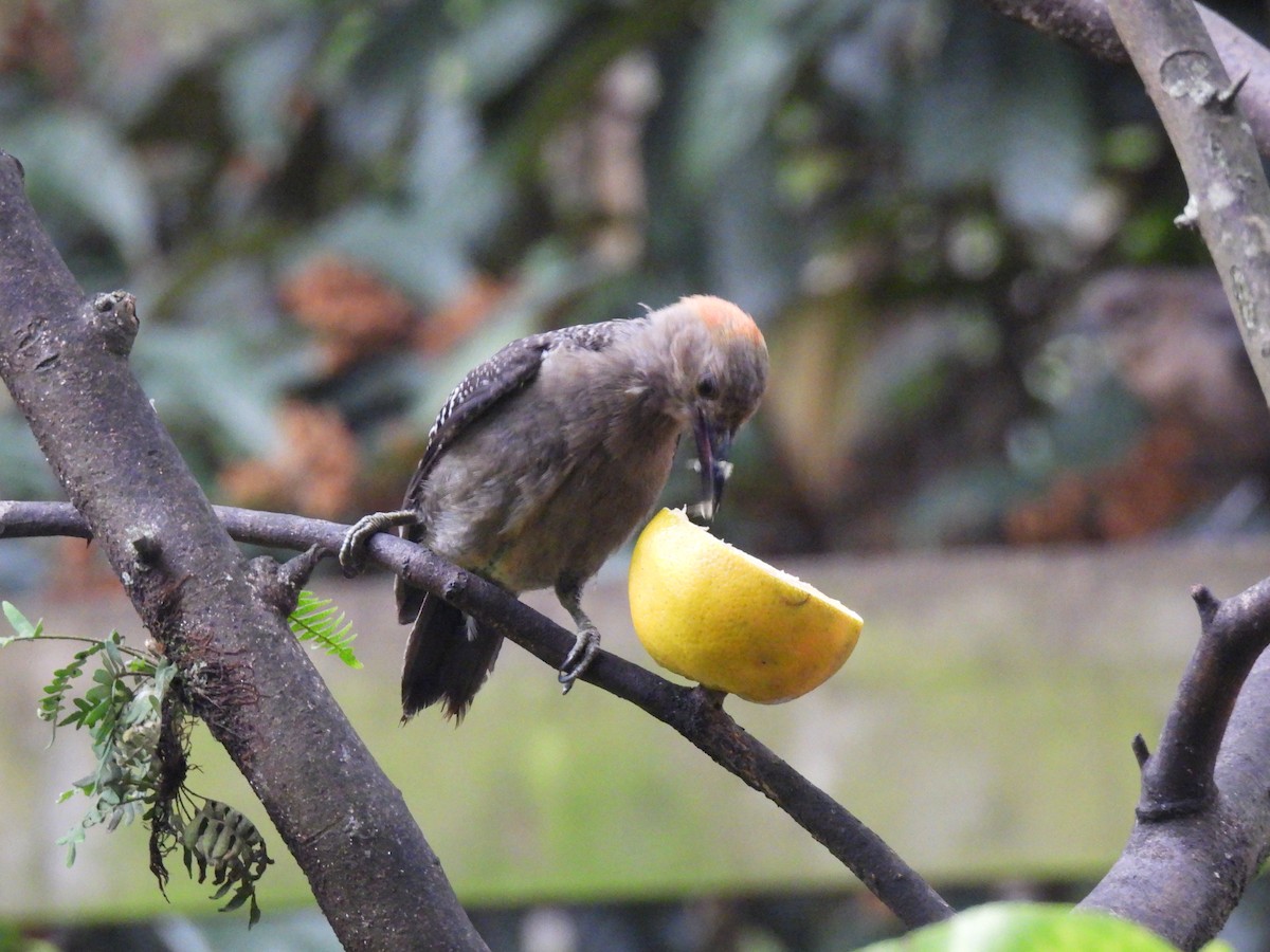 Golden-fronted Woodpecker - ML622076764