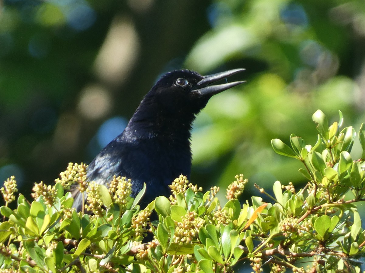 Boat-tailed Grackle - ML622076769