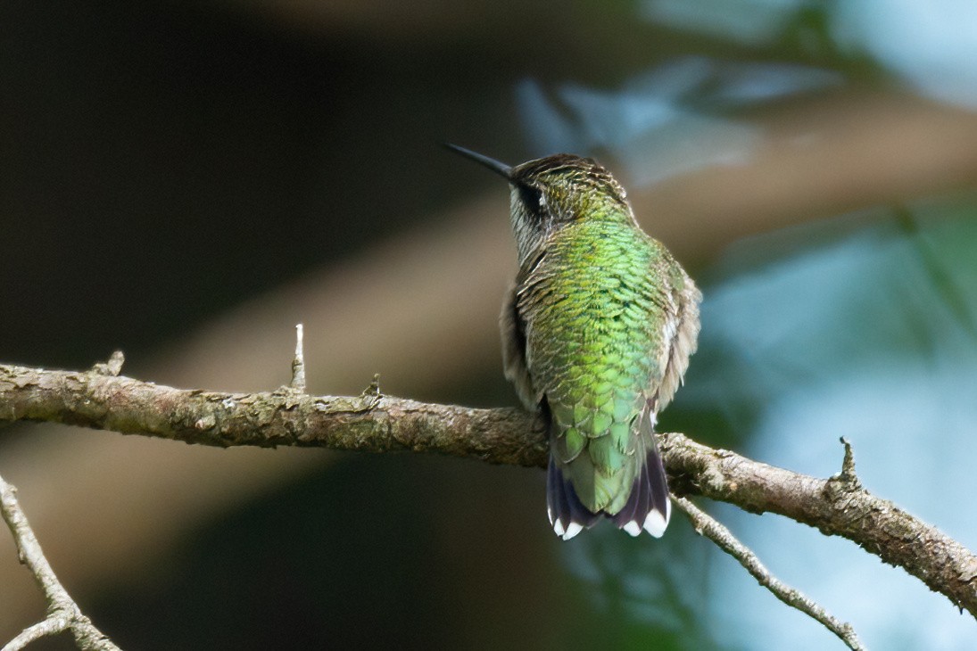 Colibri à gorge rubis - ML622076790