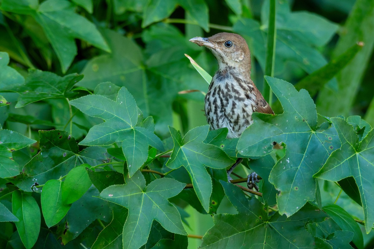 Brown Thrasher - George Holt