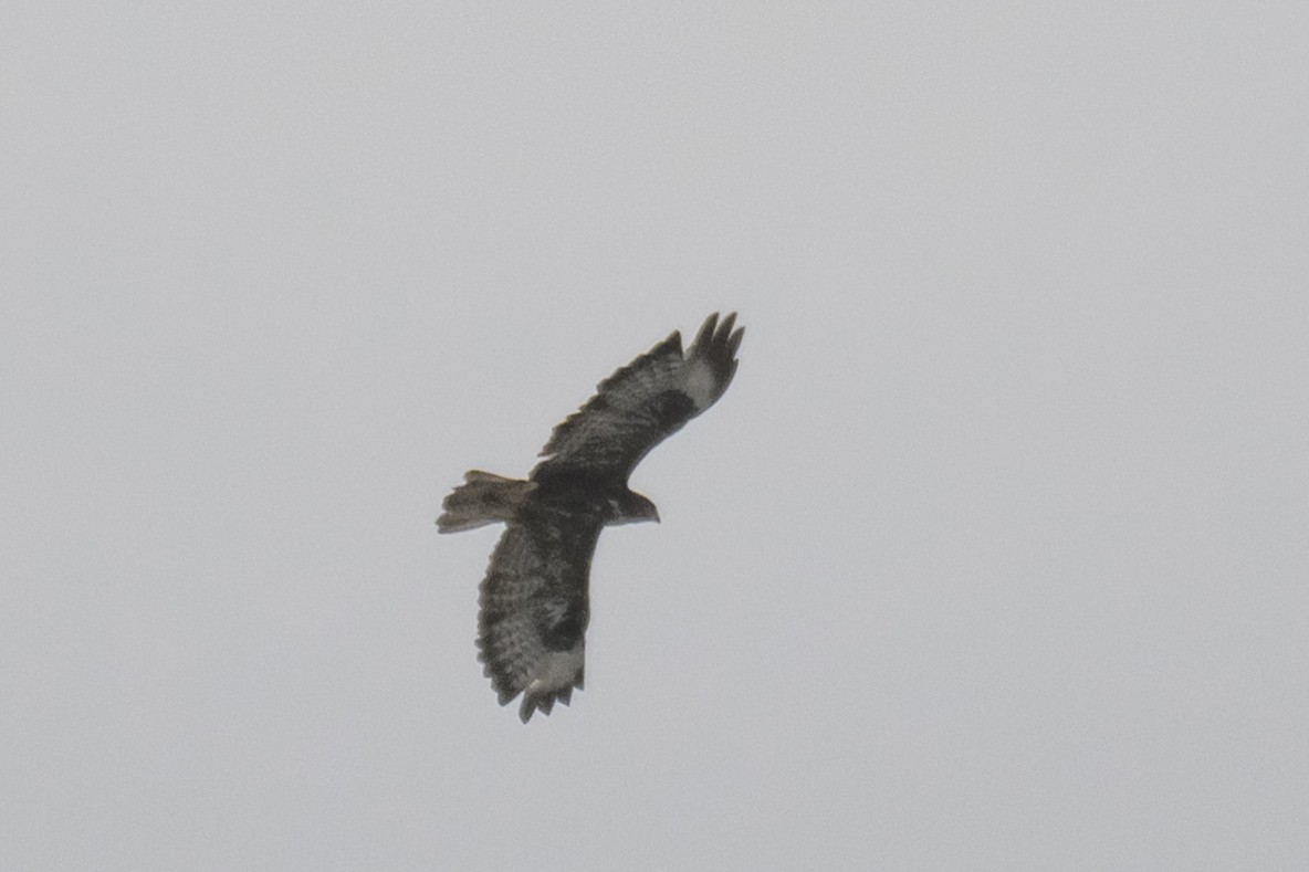 Common Buzzard - Etienne Artigau🦩