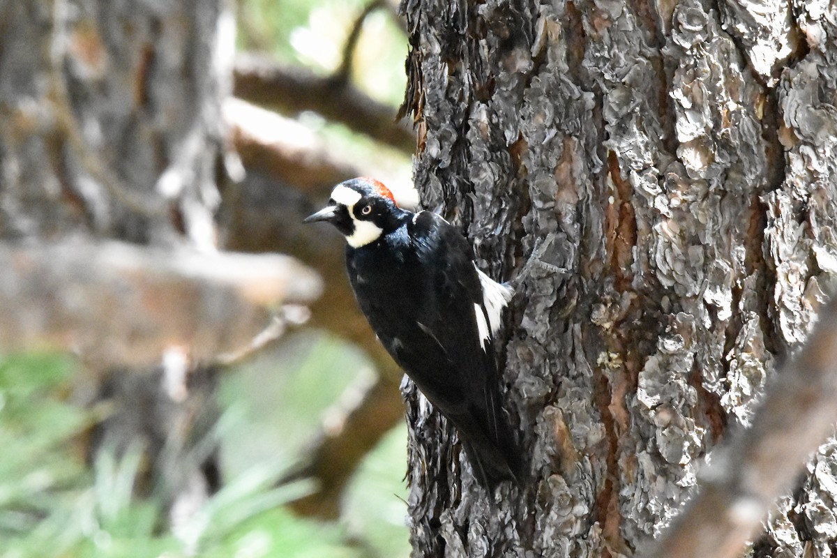 Acorn Woodpecker - Katy Banning