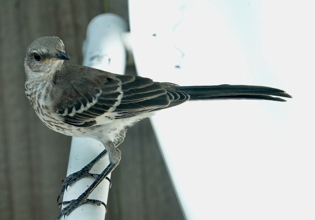 Northern Mockingbird - ML622076819