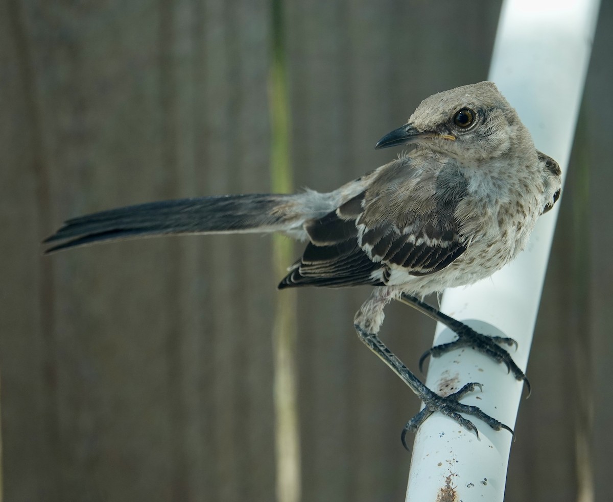 Northern Mockingbird - ML622076820