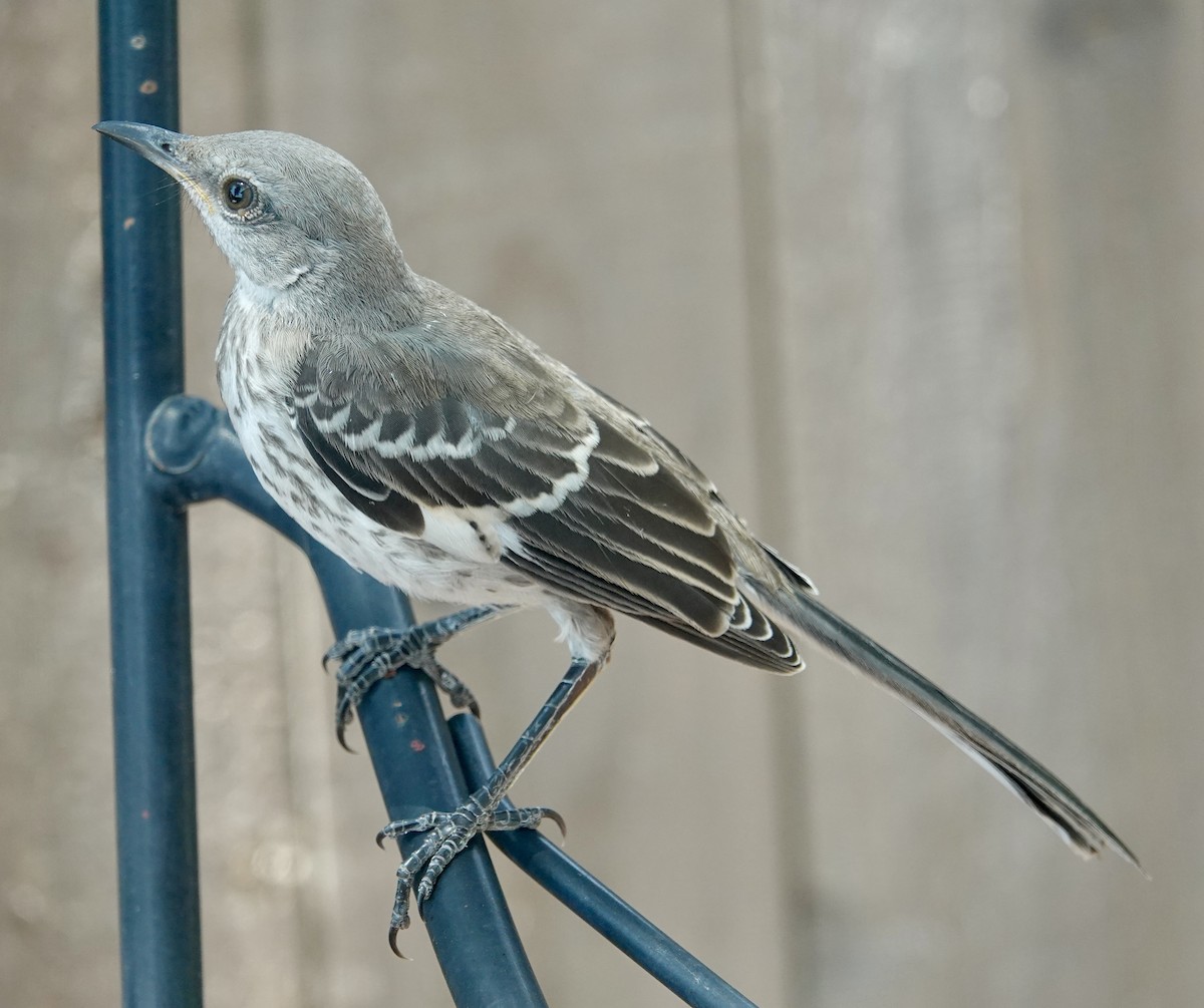 Northern Mockingbird - ML622076821