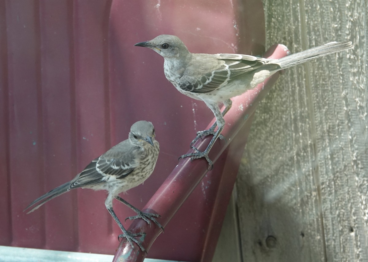 Northern Mockingbird - ML622076874