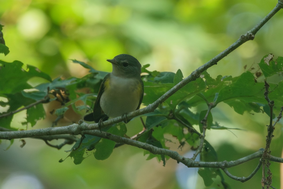 American Redstart - ML622076899