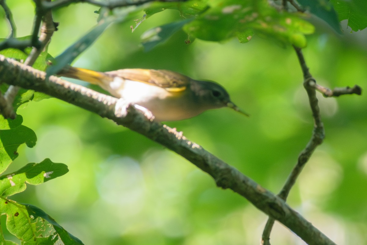 American Redstart - ML622076901