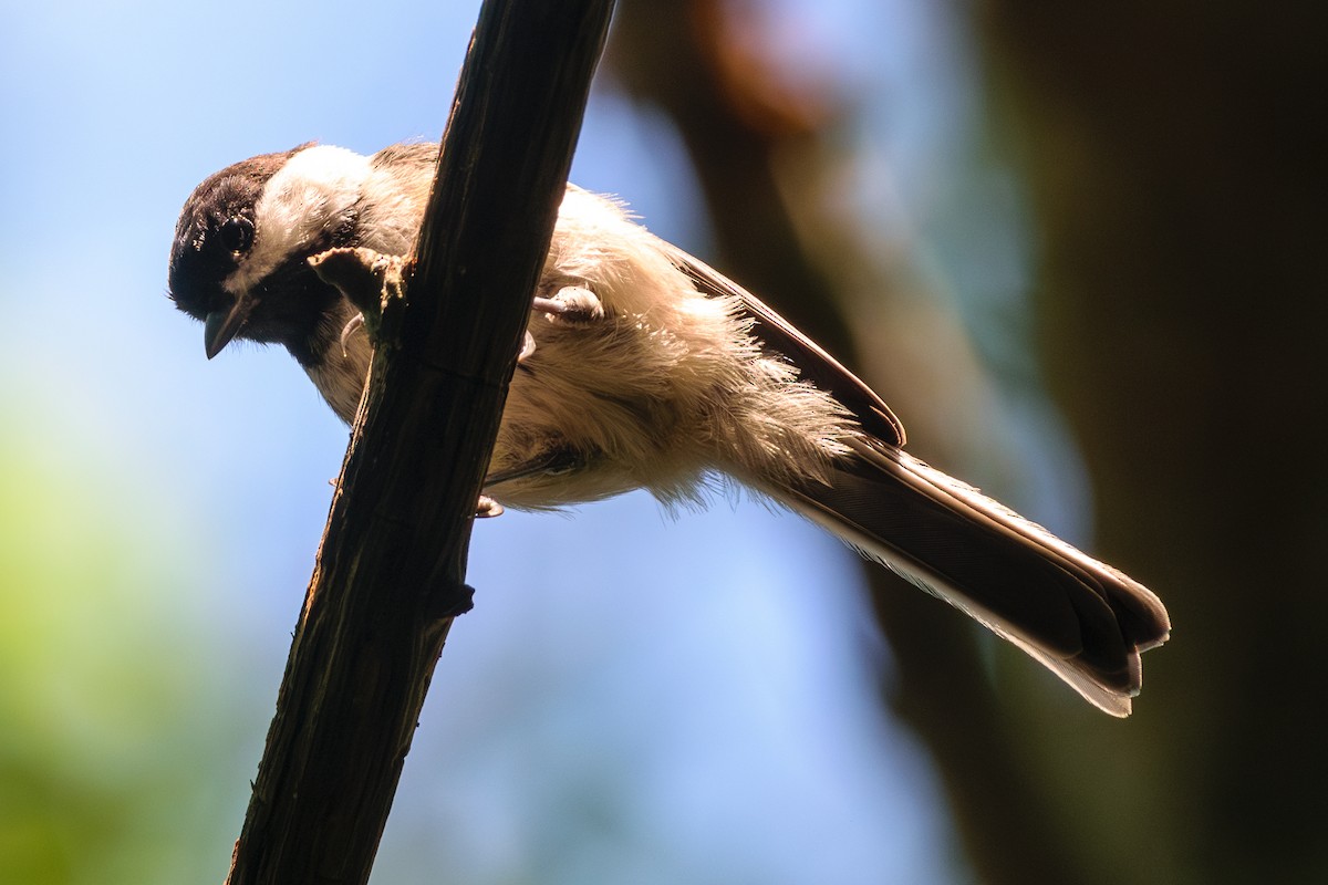 Black-capped Chickadee - ML622076905