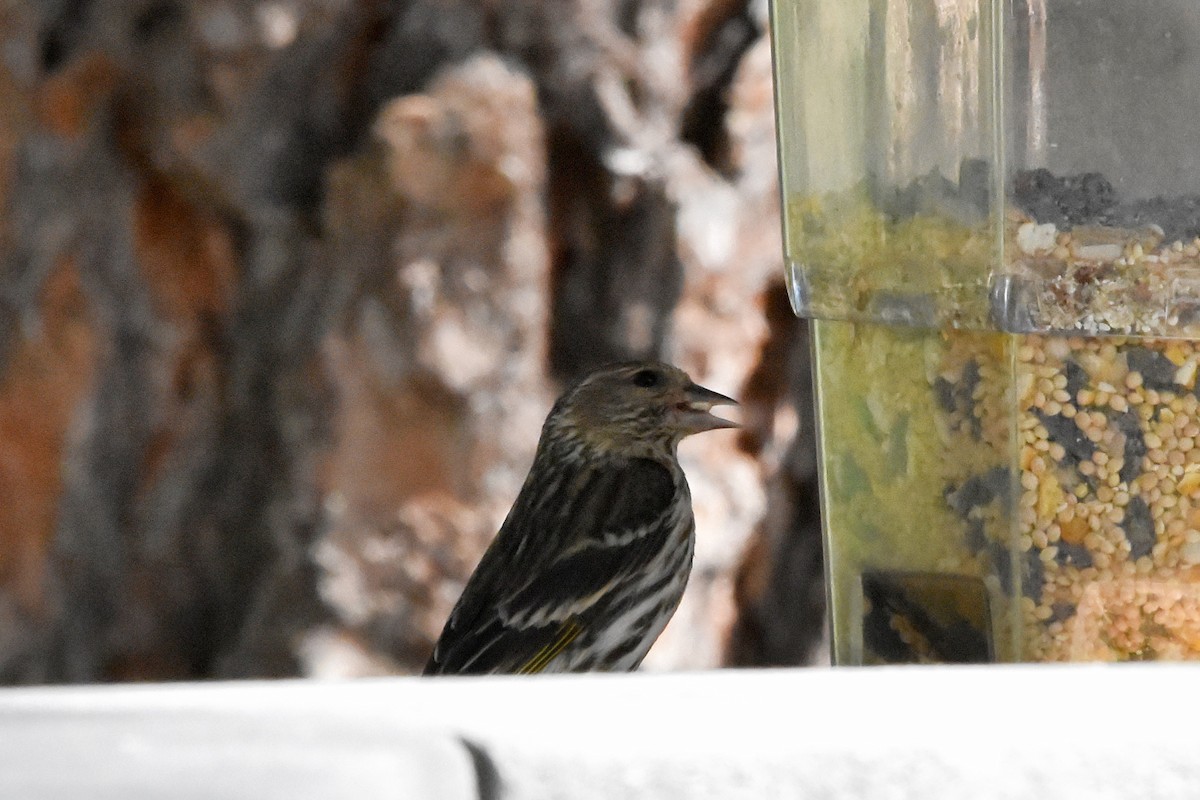 Pine Siskin - ML622076910