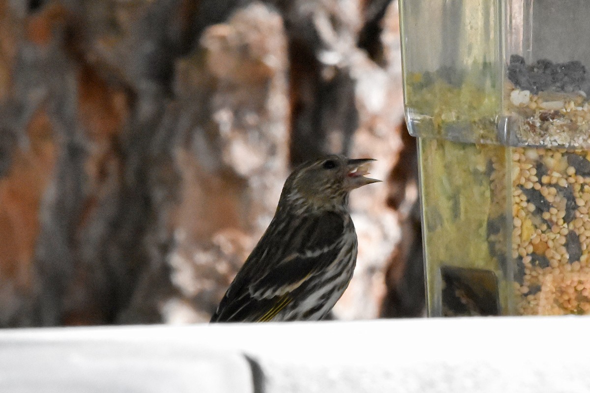 Pine Siskin - ML622076911