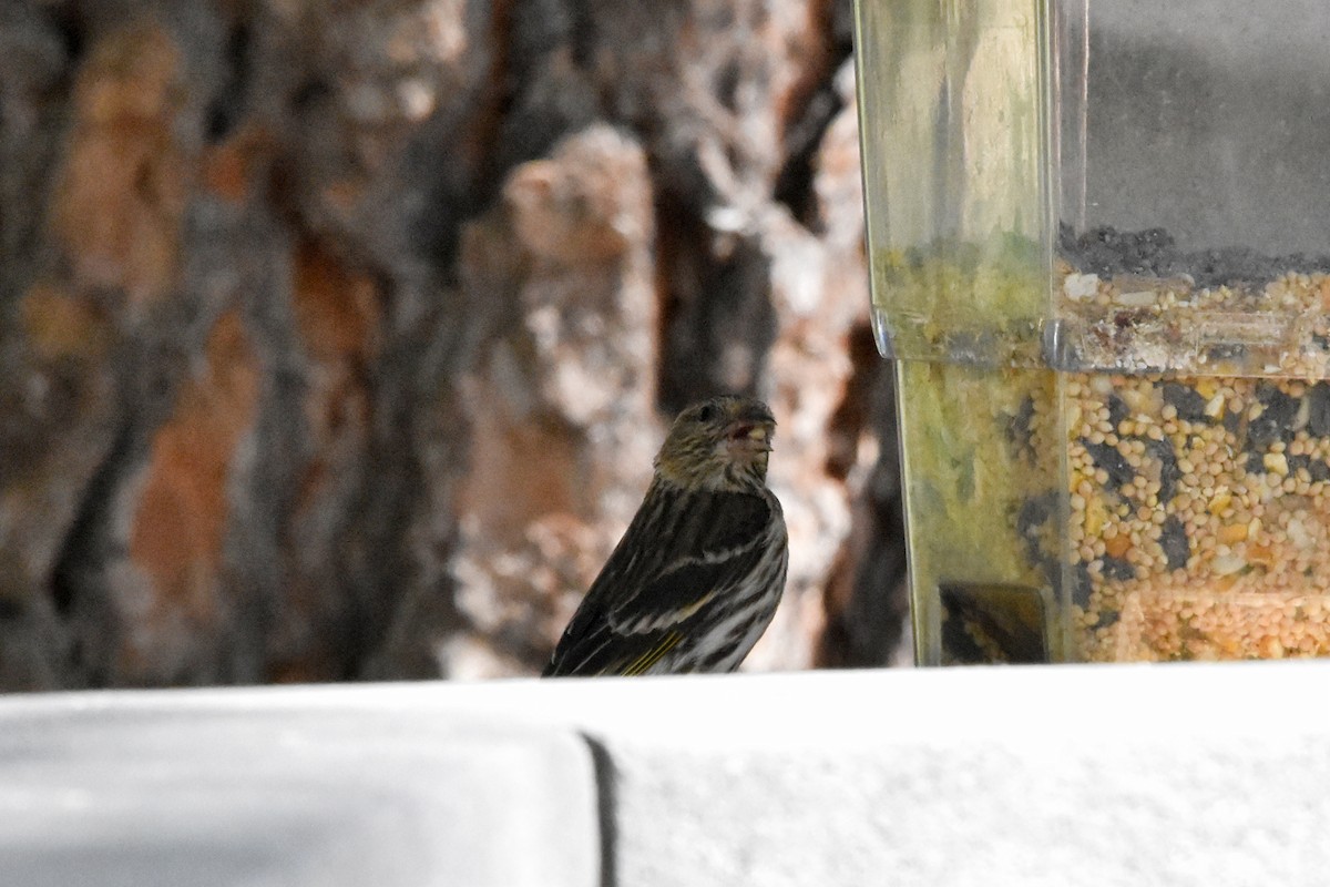 Pine Siskin - ML622076912