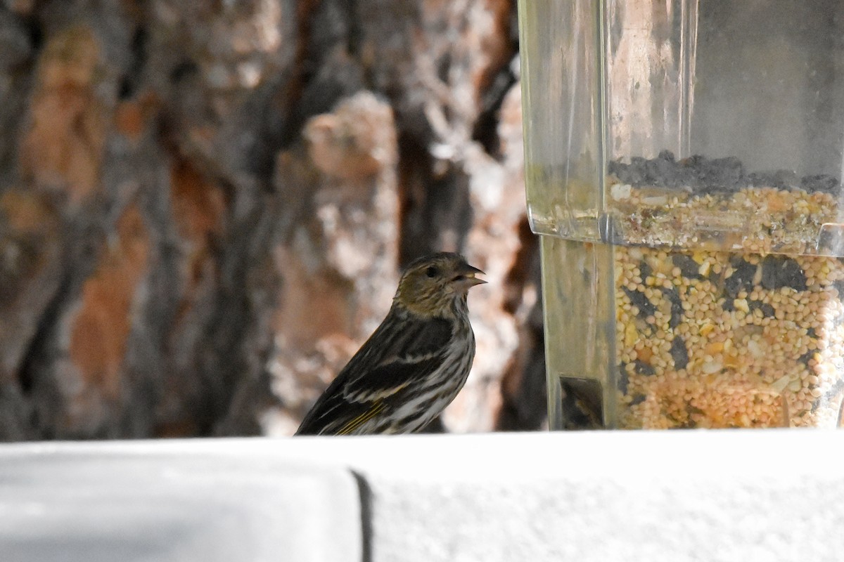 Pine Siskin - ML622076913