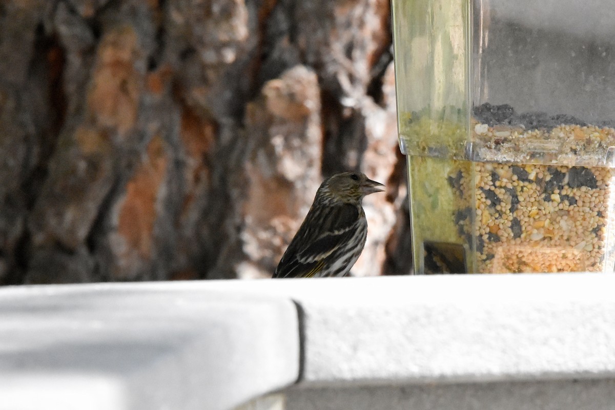 Pine Siskin - ML622076914