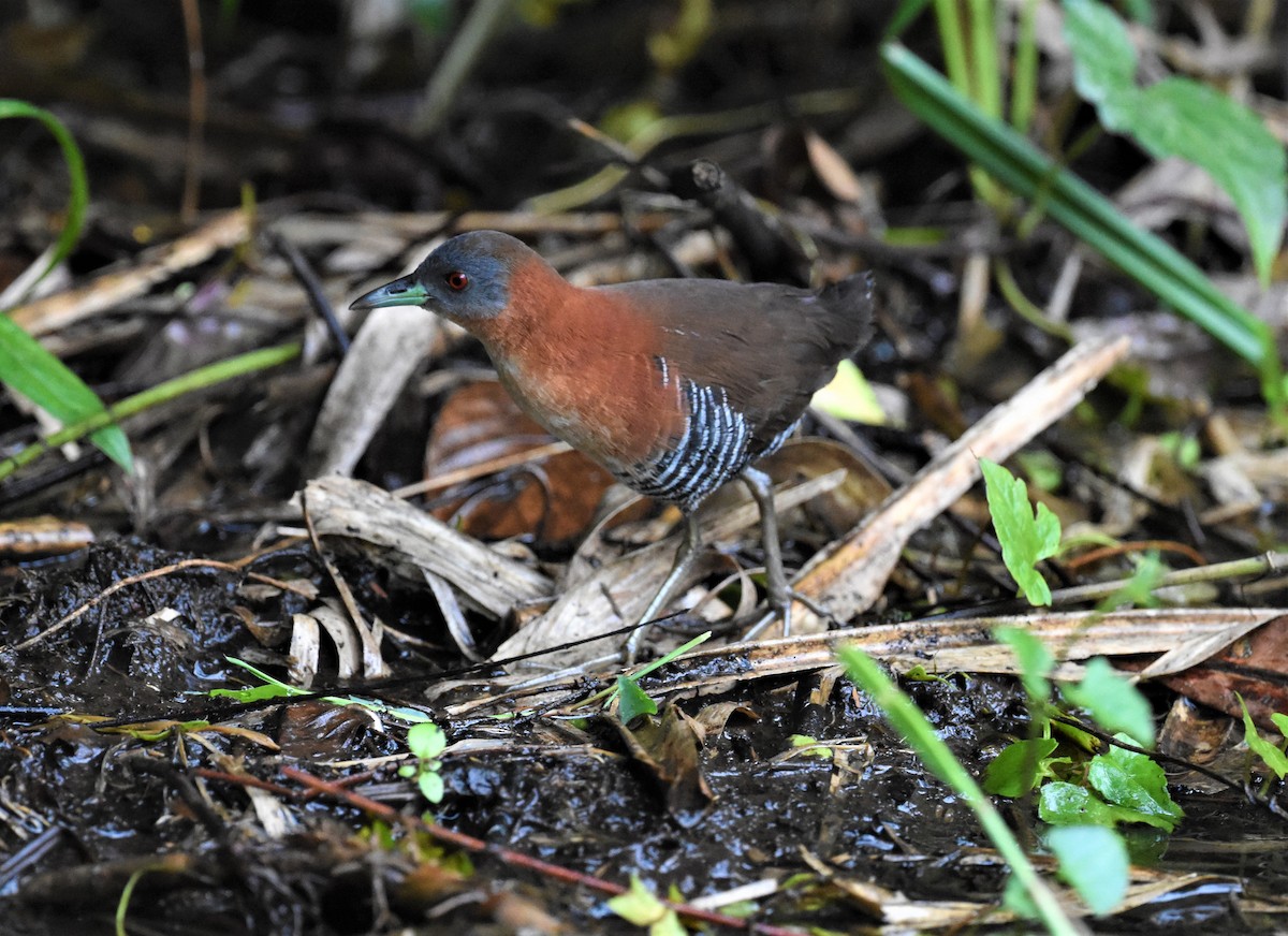 Russet-naped Wood-Rail - Jerry Davis