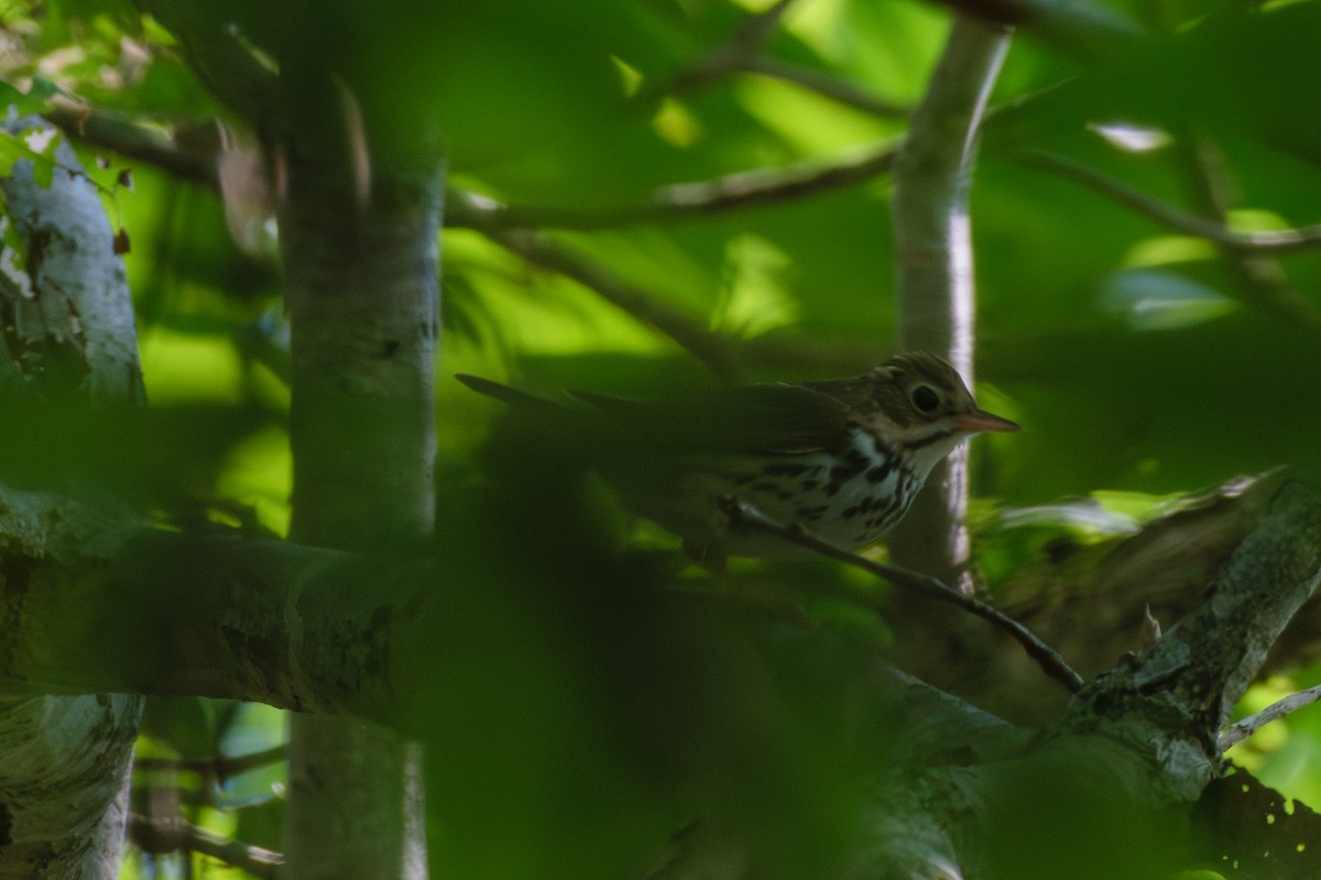 Ovenbird - ML622076923