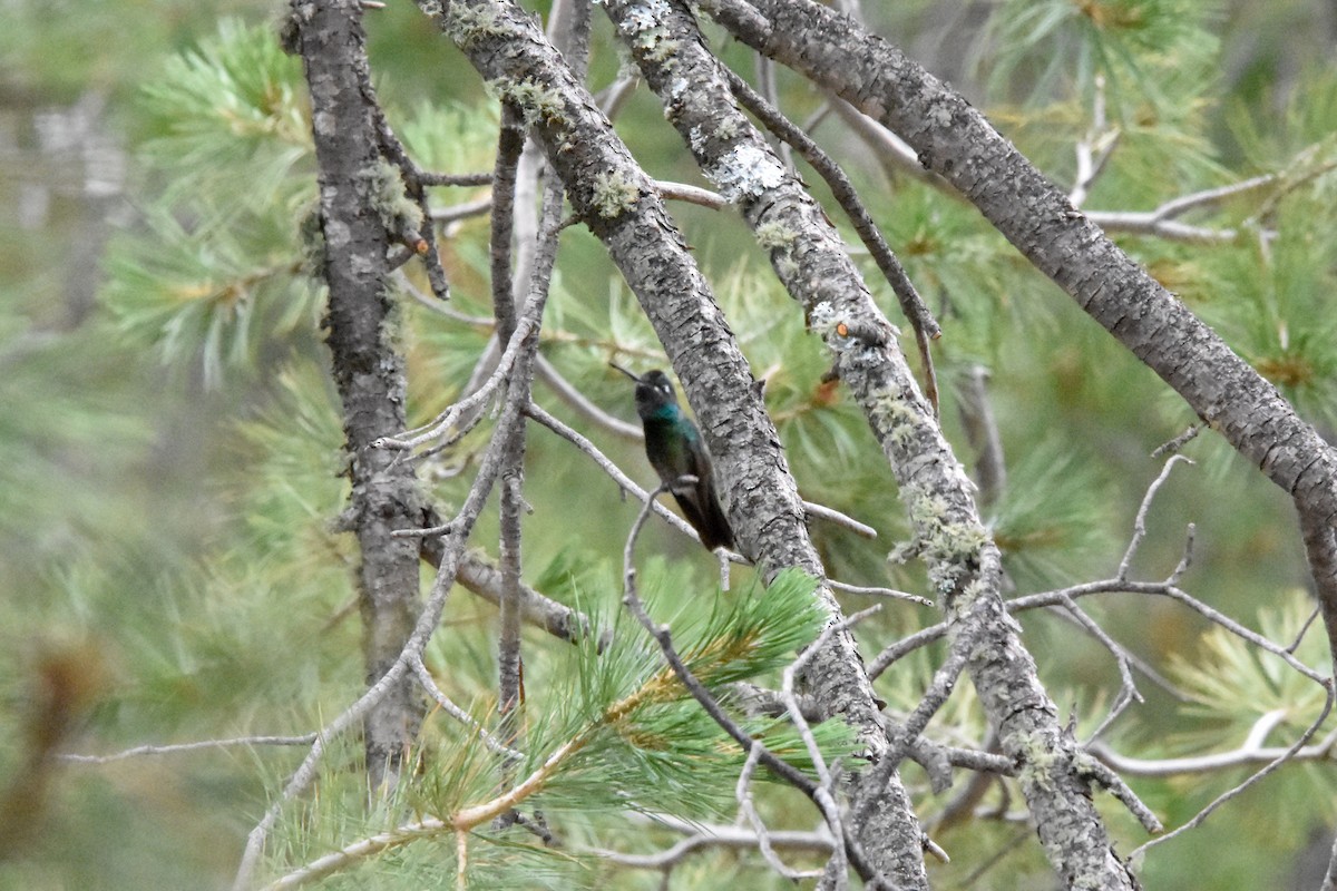 Colibrí Magnífico - ML622076924