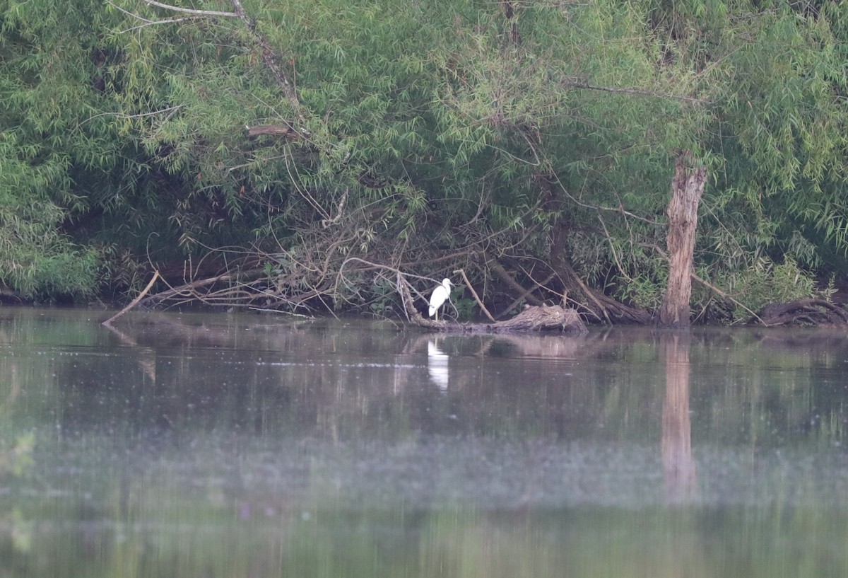 Little Blue Heron - ML622076926