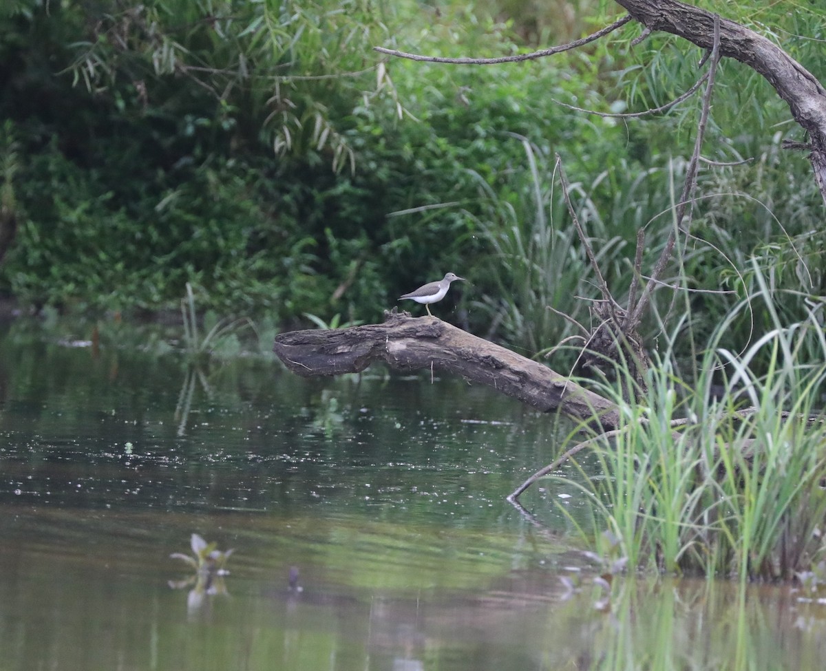 Spotted Sandpiper - ML622076927