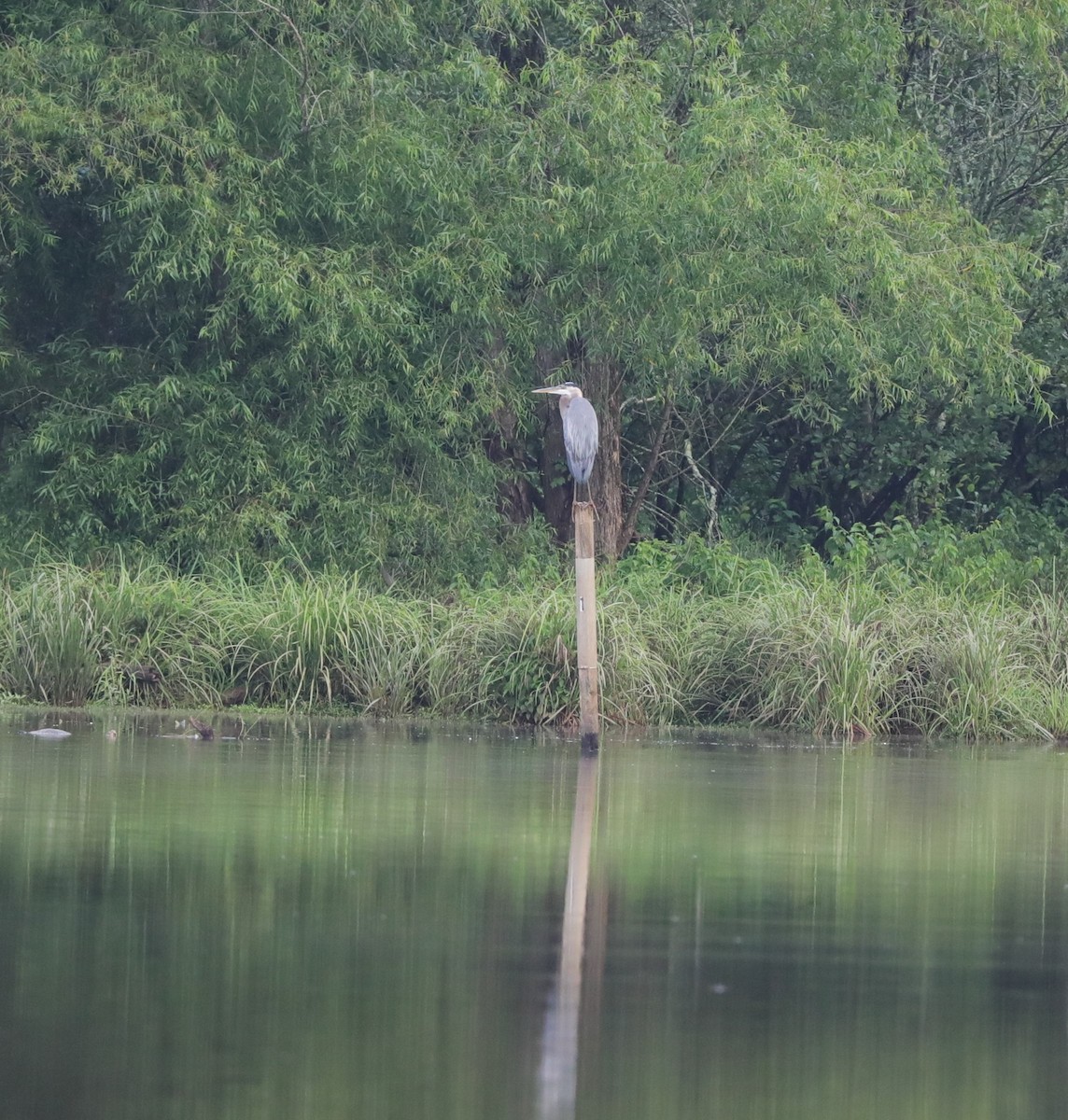 Garza Azulada - ML622076932