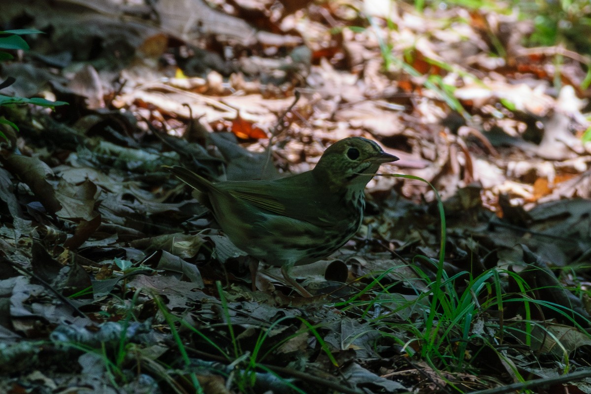 Ovenbird - ML622076933