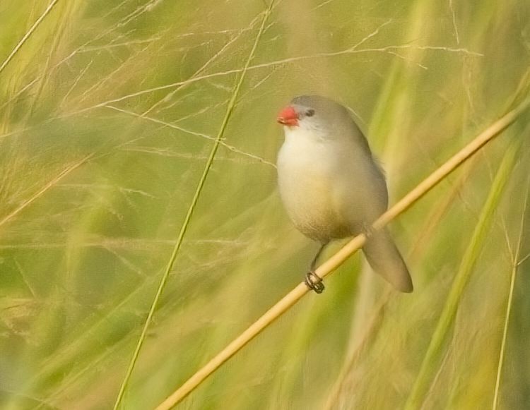 Fawn-breasted Waxbill - ML622076934