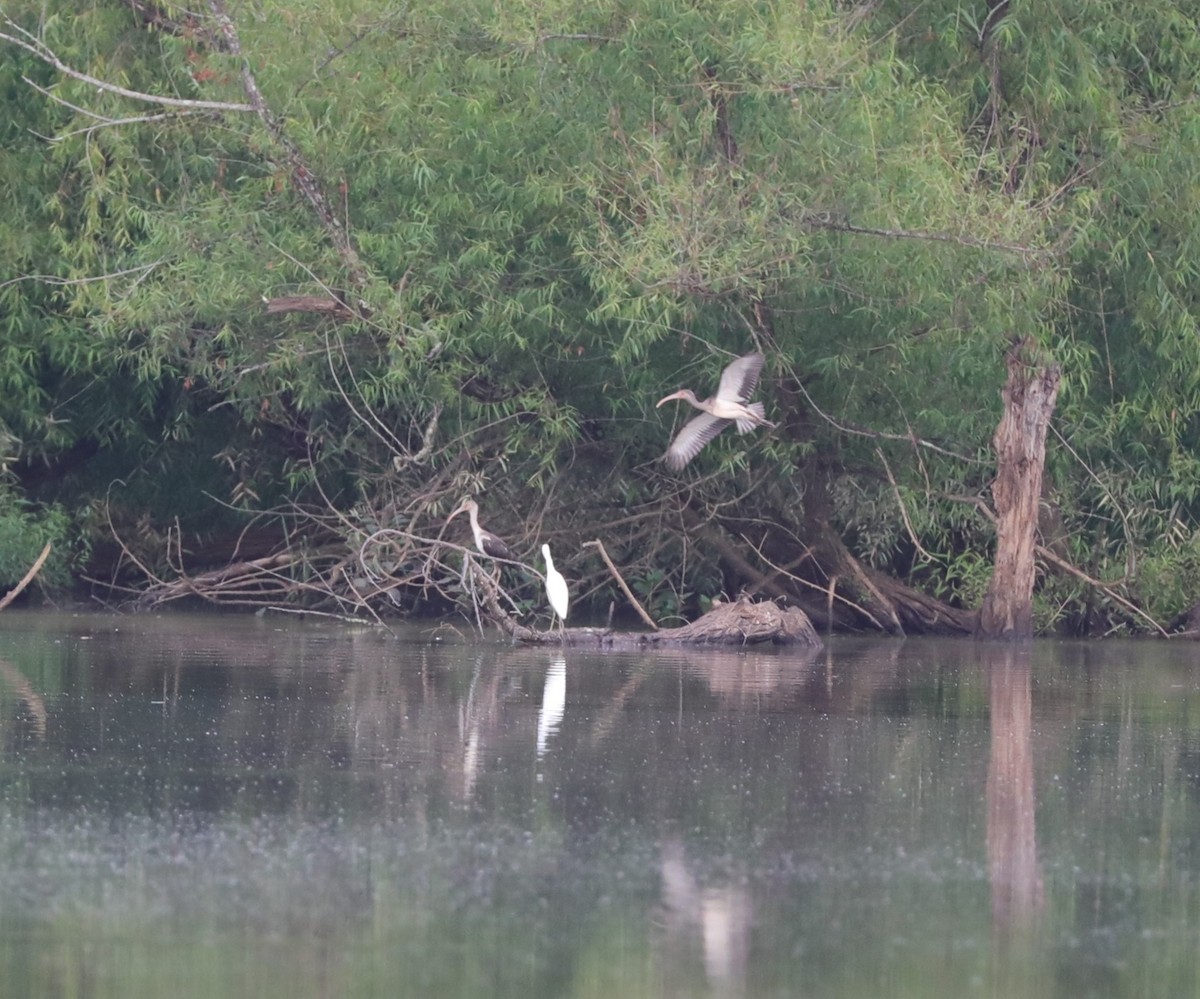 White Ibis - ML622076936