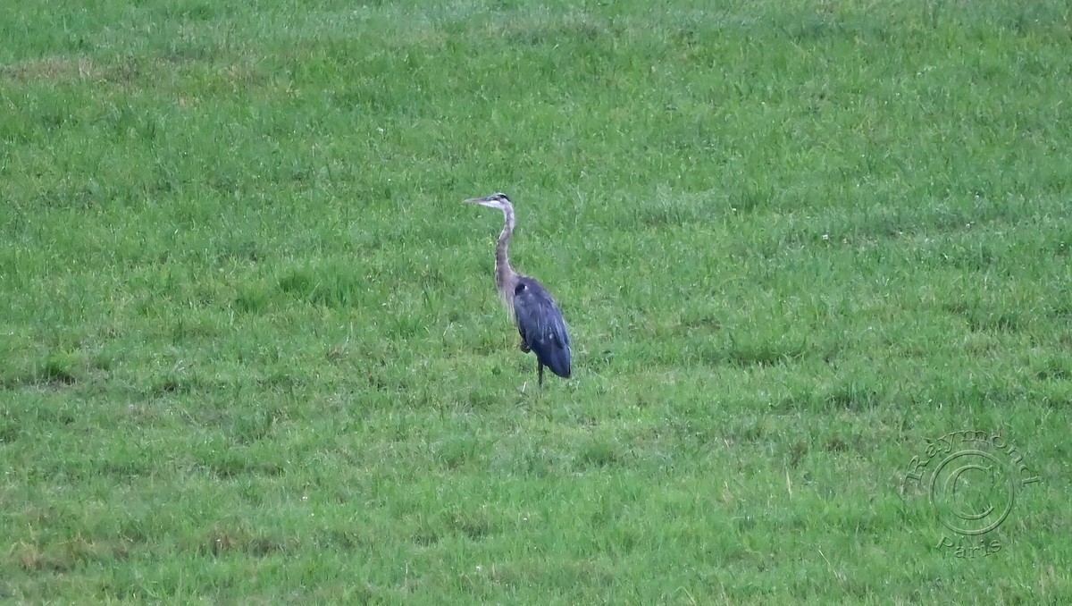 Great Blue Heron - ML622076940