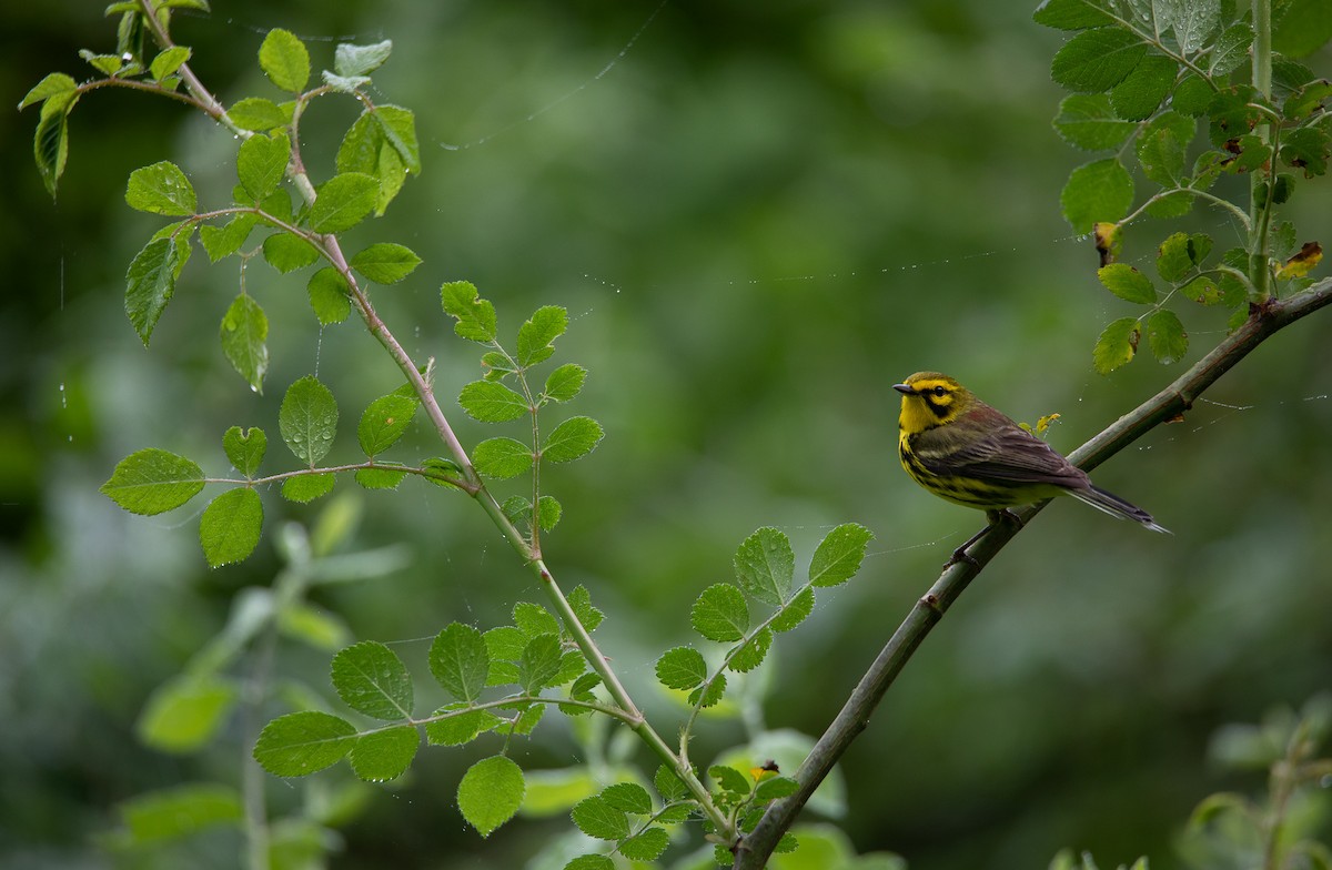 Prairie Warbler - ML622076941