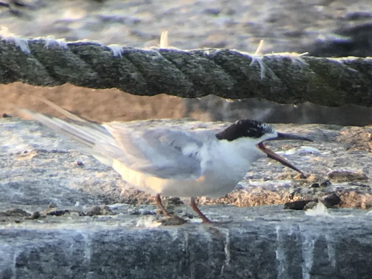 Forster's Tern - ML622076944