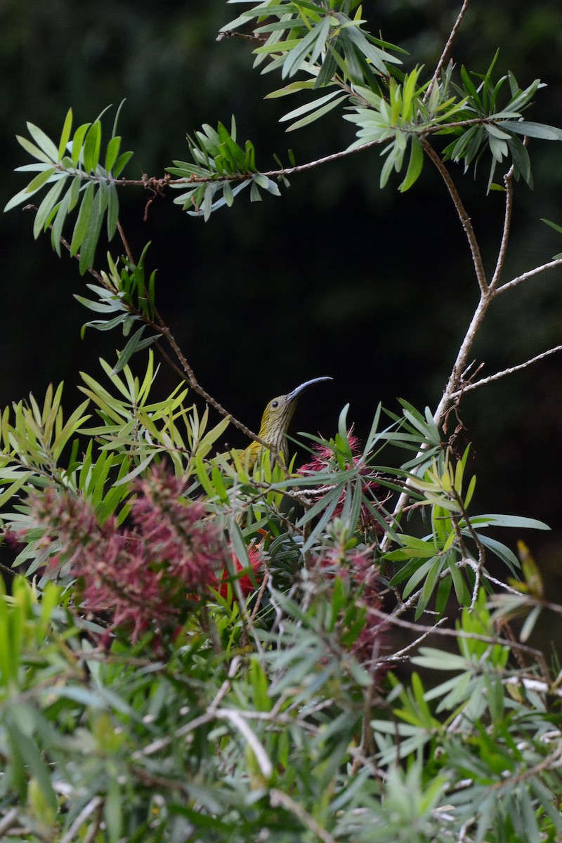 Streaked Spiderhunter - ML622076945