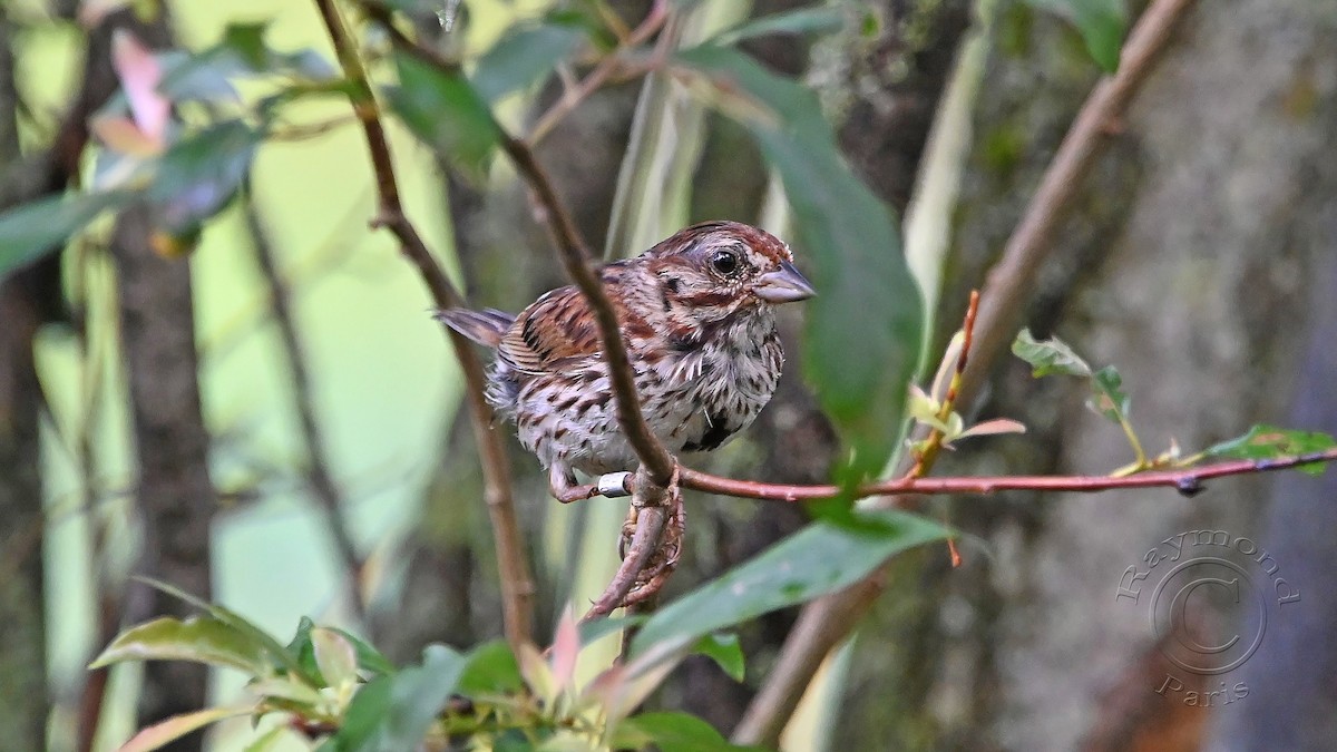 Song Sparrow - ML622076949