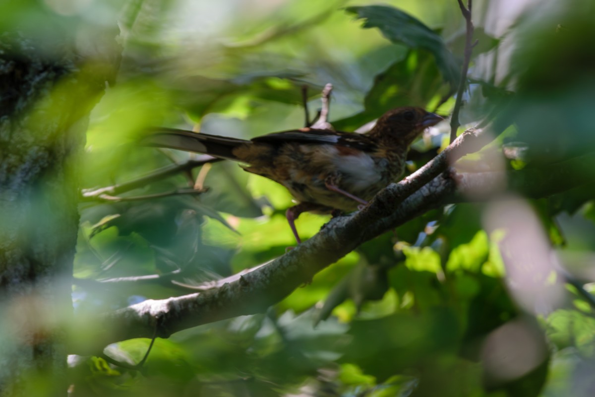 Eastern Towhee - ML622076966