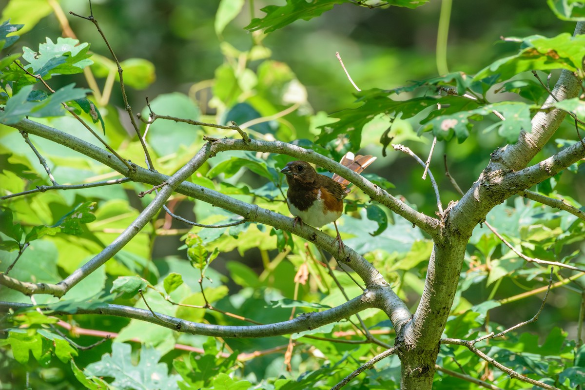 Eastern Towhee - ML622076979