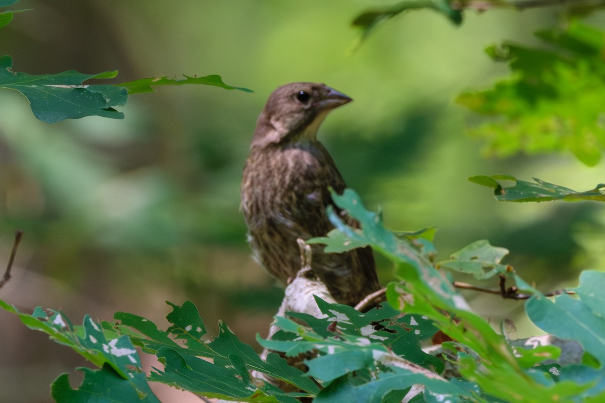 Eastern Towhee - ML622076981