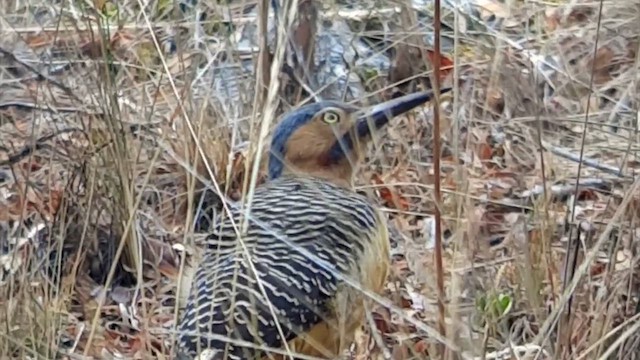 Andean Flicker - ML622076992