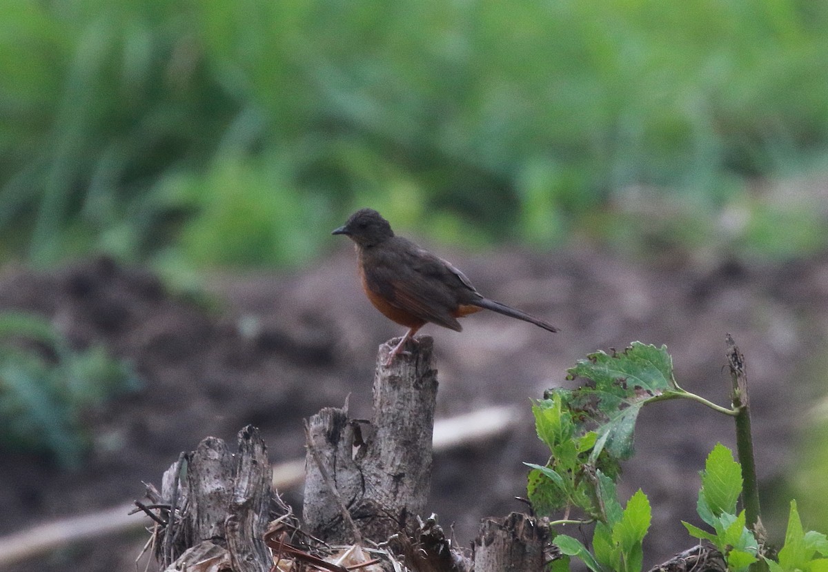 White-tailed Ant-Thrush - ML622076999