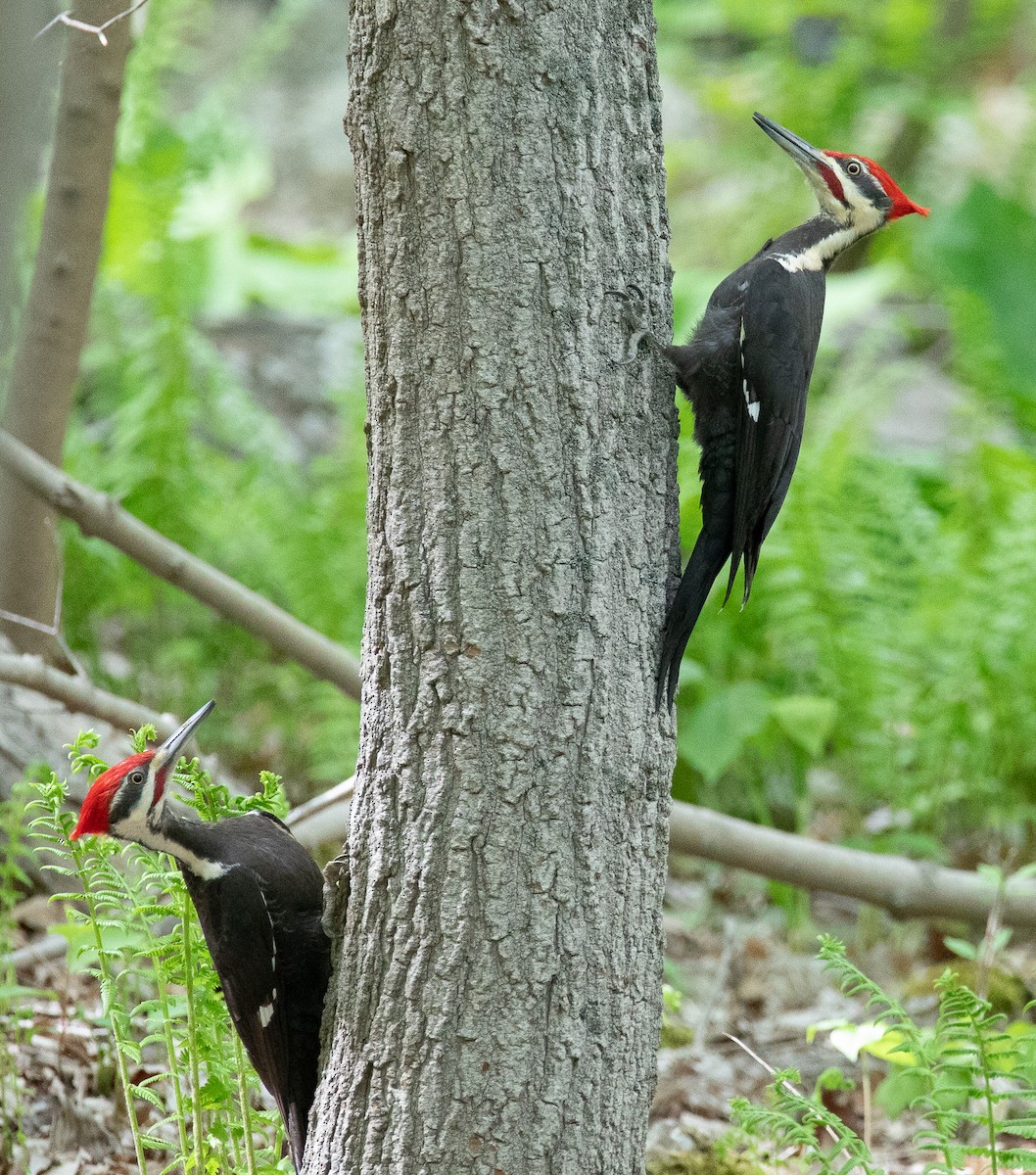 Pileated Woodpecker - ML622077026