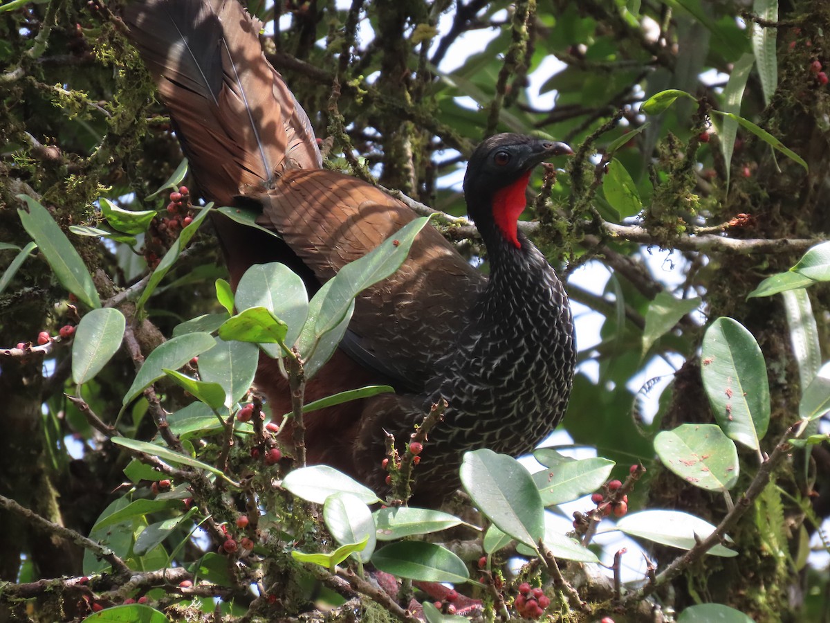 Cauca Guan - ML622077029