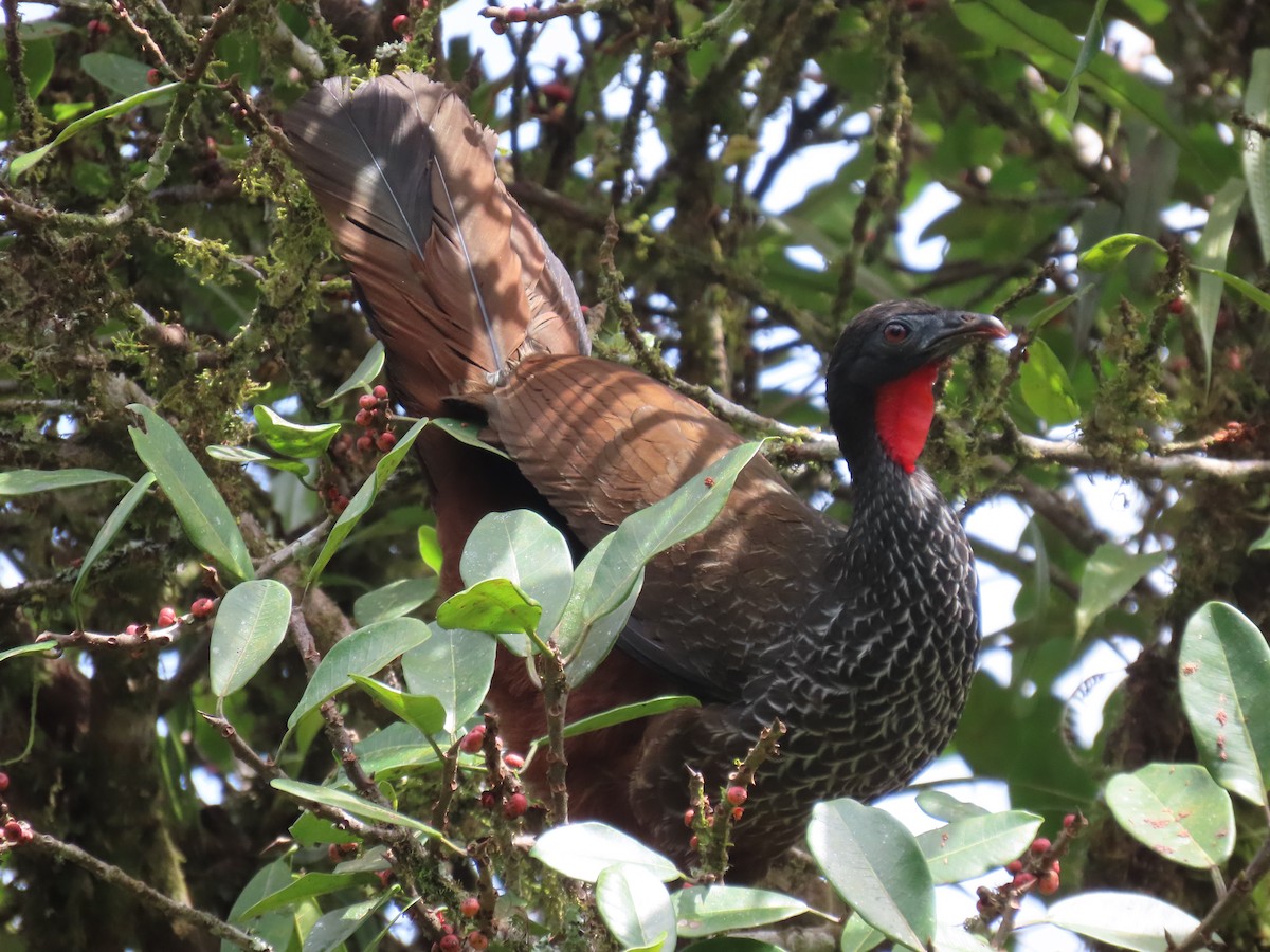 Cauca Guan - ML622077031